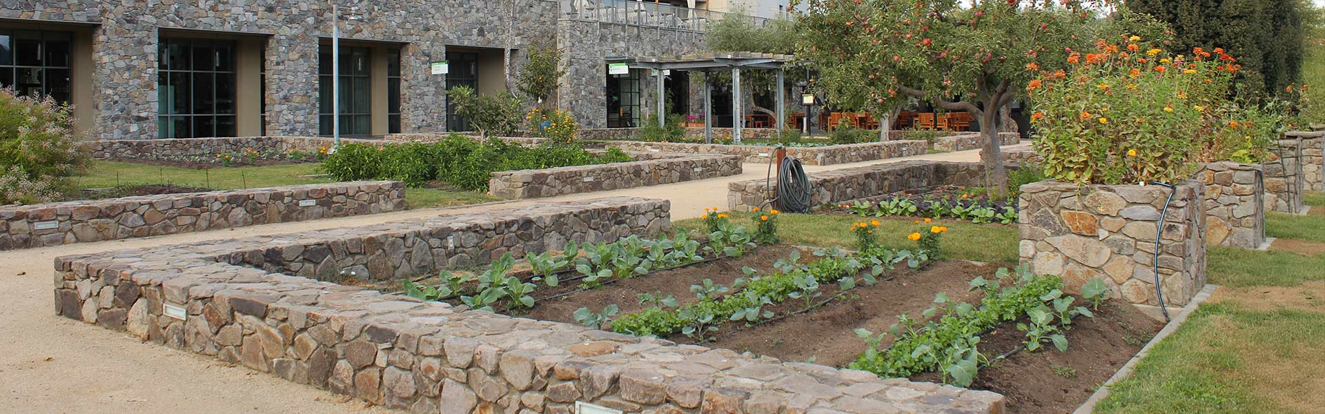 Lush rows of vegetables and herbs growing in CIA at Copia’s culinary garden in Napa.