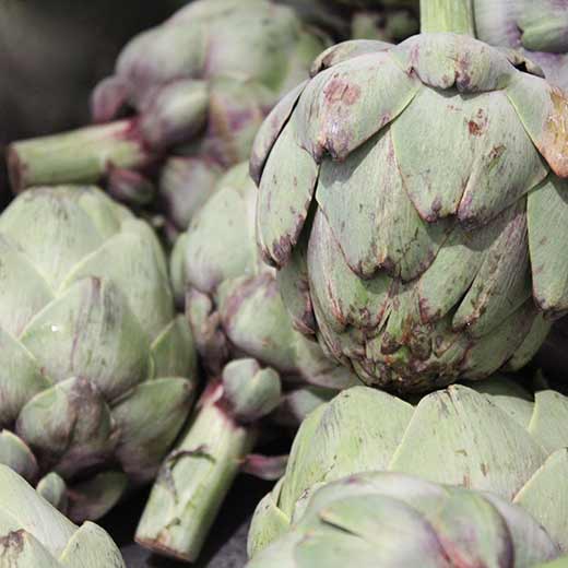 Culinary Garden at Copia - Artichokes Artichokes in the Culinary Garden at Copia in Napa, CA.